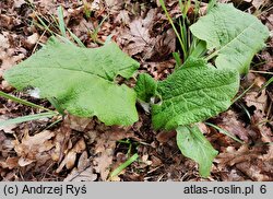 Arctium nemorosum (łopian gajowy)