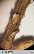 Diphasiastrum zeilleri (widlicz Zeillera)