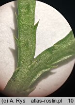 Diphasiastrum zeilleri (widlicz Zeillera)