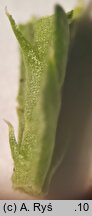 Diphasiastrum zeilleri (widlicz Zeillera)