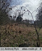 Arctium nemorosum (łopian gajowy)