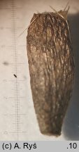 Arctium nemorosum (łopian gajowy)