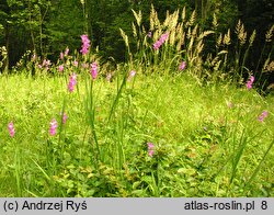 Gladiolus imbricatus (mieczyk dachówkowaty)