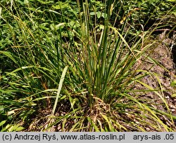 Festuca altissima (kostrzewa leśna)