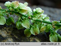 Rumex aquaticus (szczaw wodny)