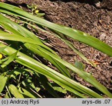 Festuca altissima (kostrzewa leśna)