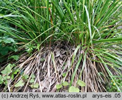 Festuca altissima (kostrzewa leśna)