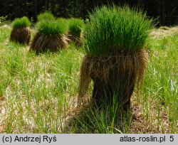 Carex juncella (turzyca sitowata)