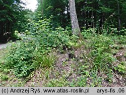 Festuca altissima (kostrzewa leśna)