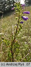 Campanula bononiensis (dzwonek boloński)