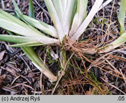 Poa chaixii (wiechlina Chaixa)