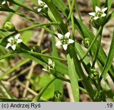 Thesium ebracteatum (leniec bezpodkwiatkowy)