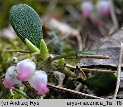 Arctostaphylos uva-ursi (mącznica lekarska)