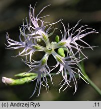 Dianthus superbus ssp. superbus (goździk pyszny)