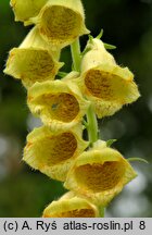 Digitalis grandiflora (naparstnica zwyczajna)