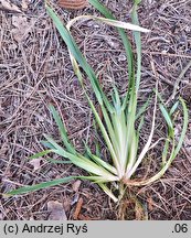 Poa chaixii (wiechlina Chaixa)