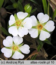 Potentilla alba (pięciornik biały)