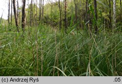 Glyceria striata (manna prążkowana)