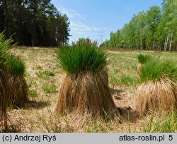 Carex juncella (turzyca sitowata)