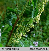 Rumex aquaticus (szczaw wodny)