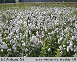 Eriophorum angustifolium (wełnianka wąskolistna)