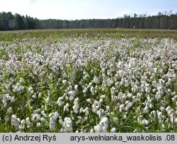 Eriophorum angustifolium (wełnianka wąskolistna)