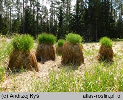 Carex nigra ssp. juncea (turzyca sitowata)