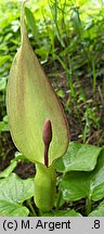 Arum orientale ssp. orientale (obrazki wschodnie typowe)