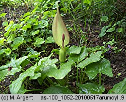 Arum orientale ssp. orientale (obrazki wschodnie typowe)