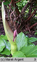 Arum orientale ssp. orientale (obrazki wschodnie typowe)