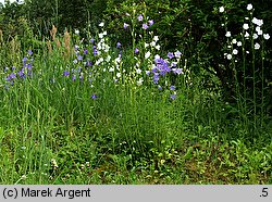 Campanula persicifolia (dzwonek brzoskwiniolistny)