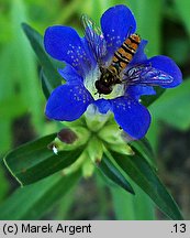 Gentiana affinis