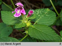 Galeopsis pubescens (poziewnik miękkowłosy)