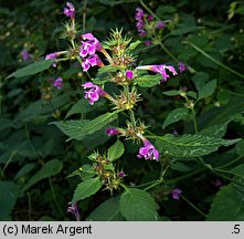 Galeopsis pubescens (poziewnik miękkowłosy)