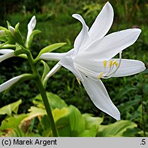 Hosta plantaginea (funkia biała)