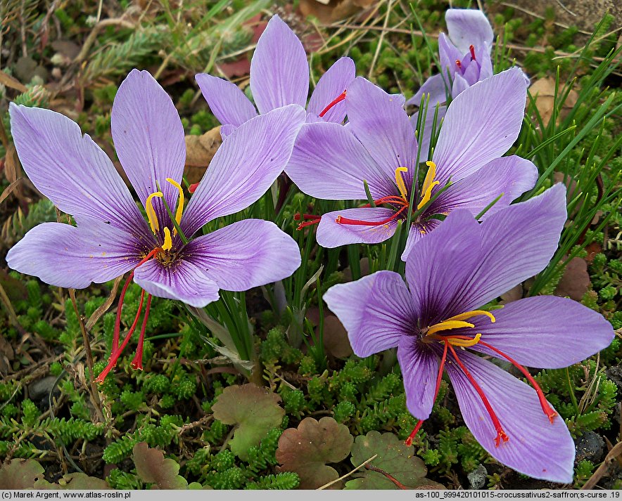 Crocus sativus (krokus uprawny)