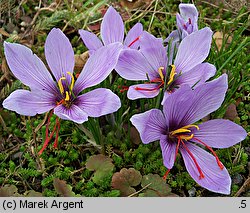 Crocus sativus (krokus uprawny)