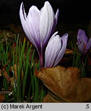 Crocus sativus (krokus uprawny)