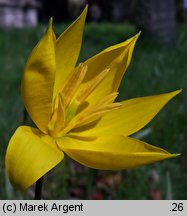 Tulipa sylvestris (tulipan dziki)