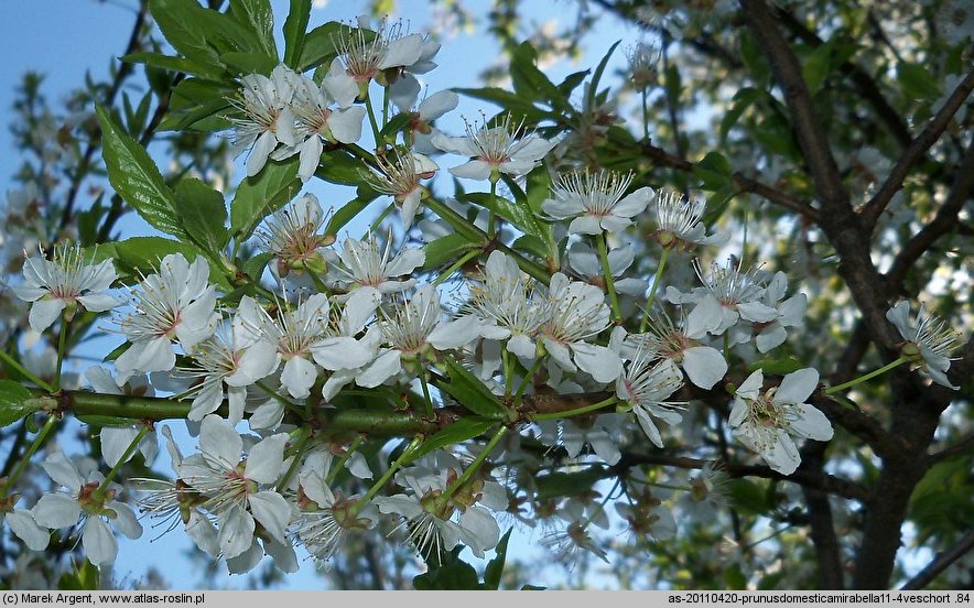 Prunus domestica ssp. syriaca (śliwa domowa mirabelka)