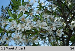 Prunus domestica ssp. syriaca (śliwa domowa mirabelka)