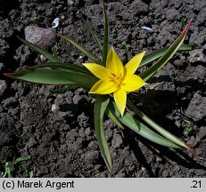 Tulipa urumiensis (tulipan urumski)