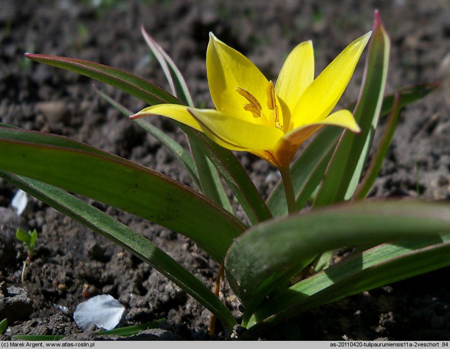Tulipa urumiensis (tulipan urumski)