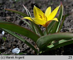 Tulipa urumiensis (tulipan urumski)