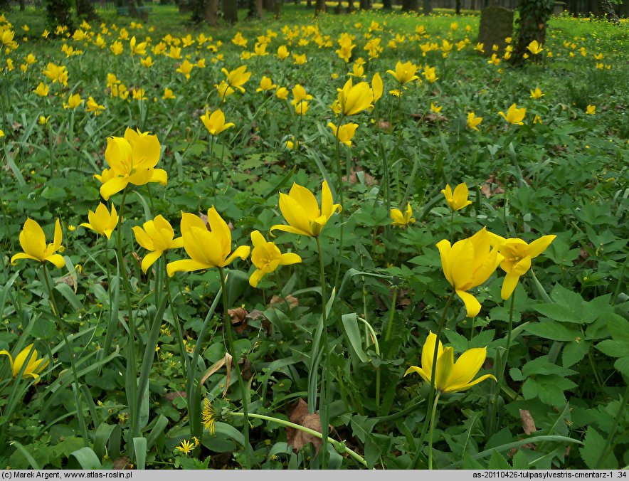 Tulipa sylvestris (tulipan dziki)