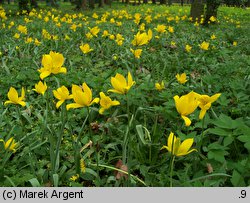 Tulipa sylvestris (tulipan dziki)