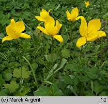 Tulipa sylvestris (tulipan dziki)