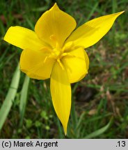 Tulipa sylvestris (tulipan dziki)