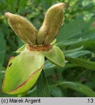 Paeonia officinalis (piwonia lekarska)