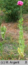 Papaver somniferum (mak lekarski)